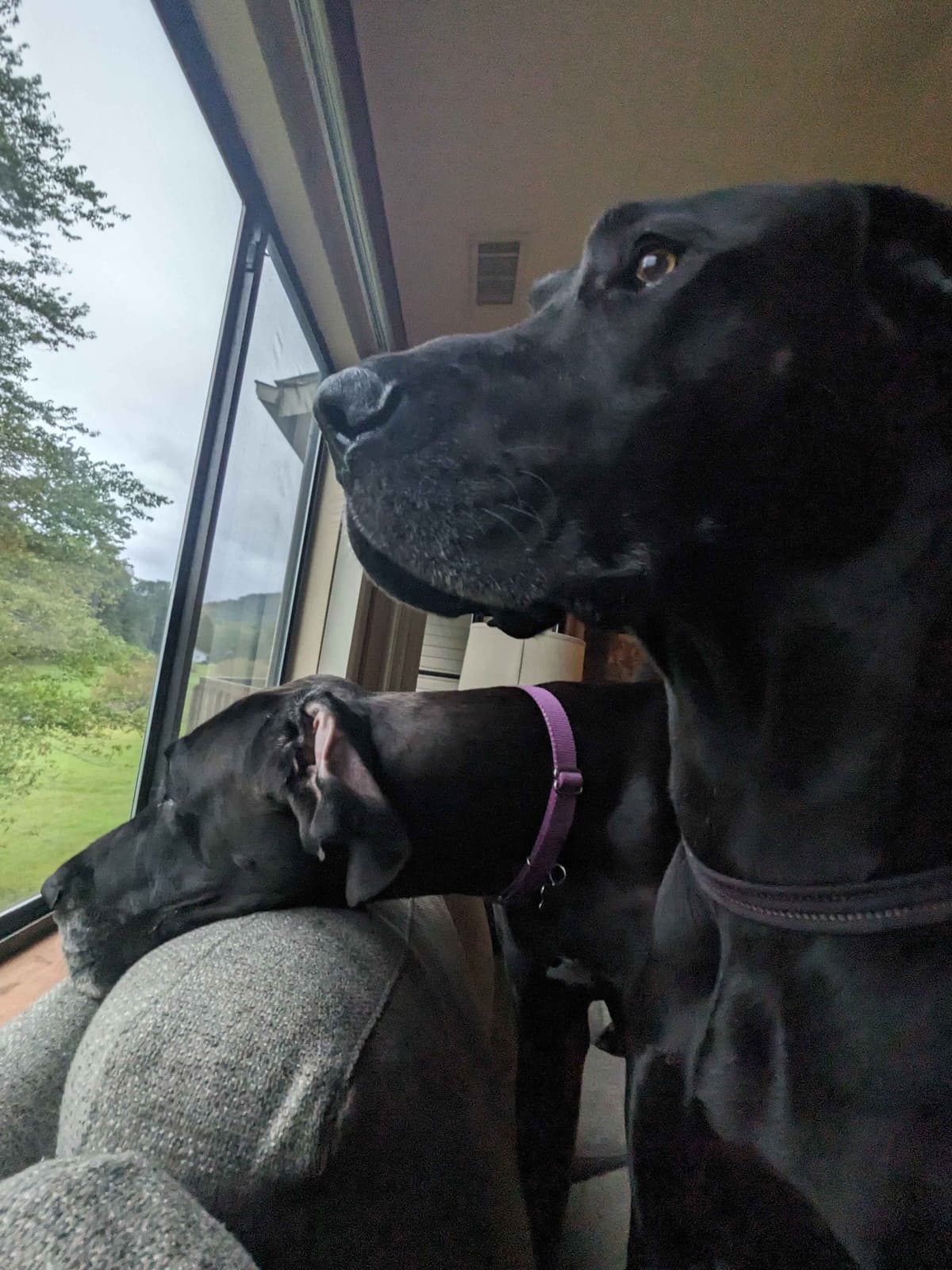 Great Dane Puppies breeder image 24
