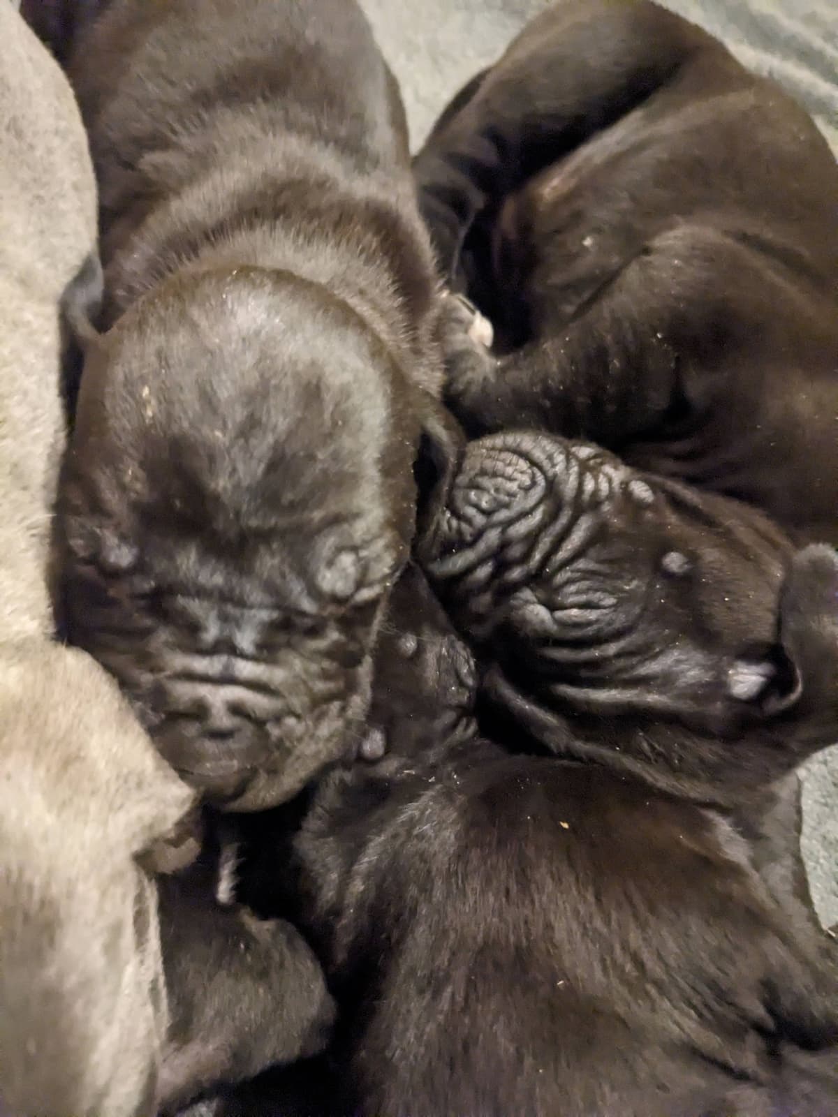 Great Dane Puppies breeder image 29