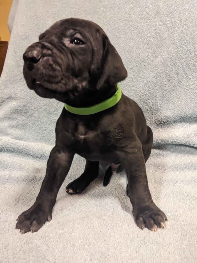Great Dane Puppies media 3
