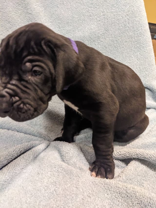 Great Dane Puppies media 6