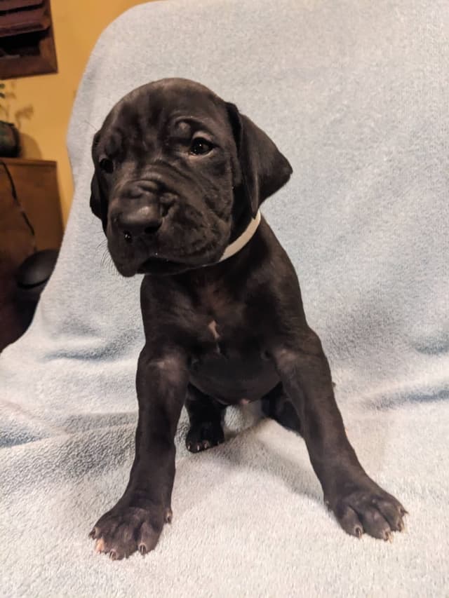 Great Dane Puppies media 5