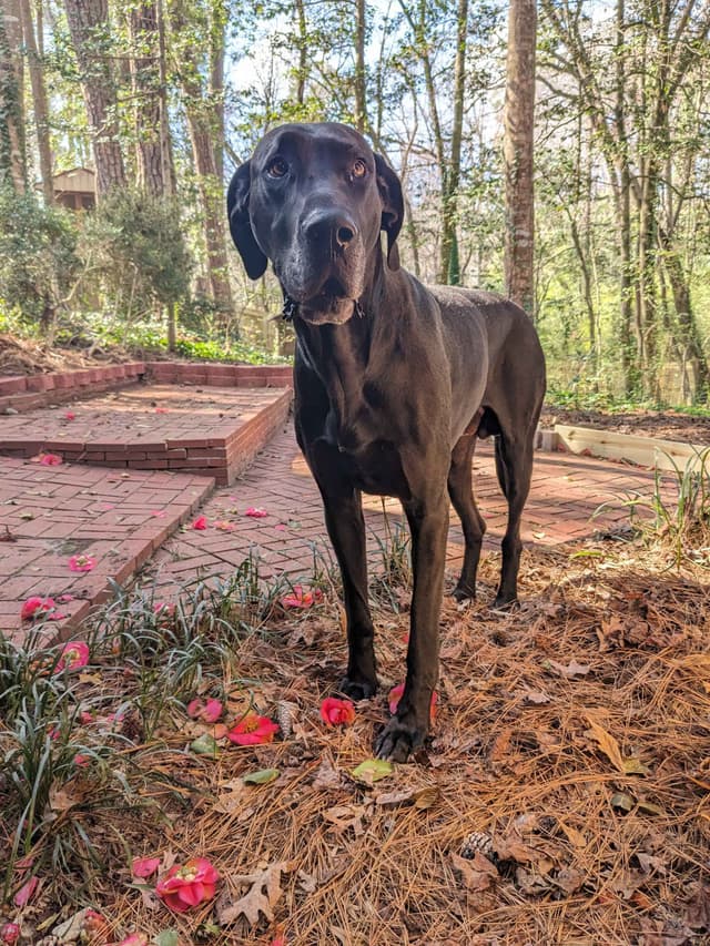 Great Dane Puppies media 9