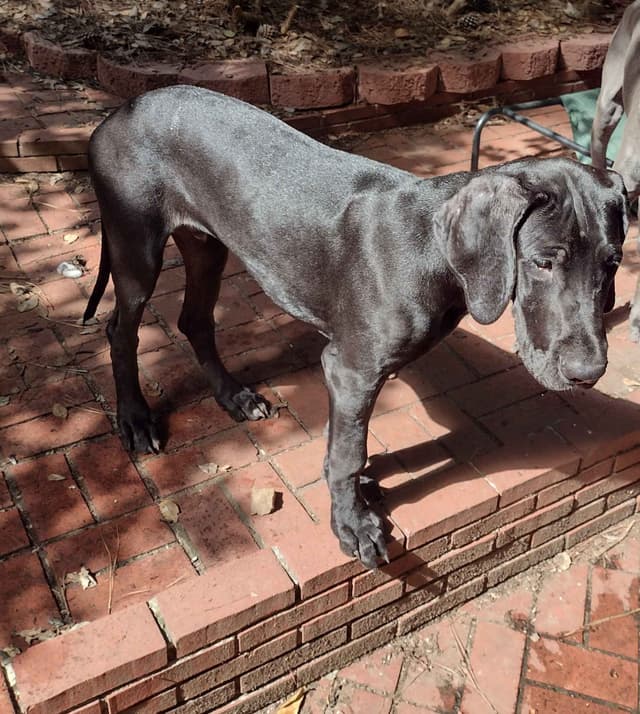 Great Dane Puppies media 23