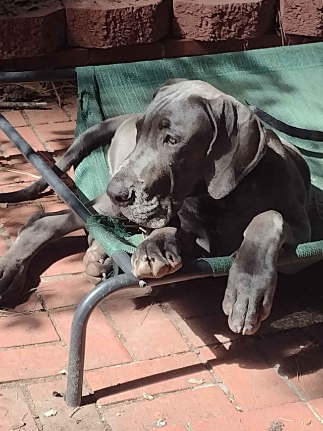 Great Dane Puppies media 24