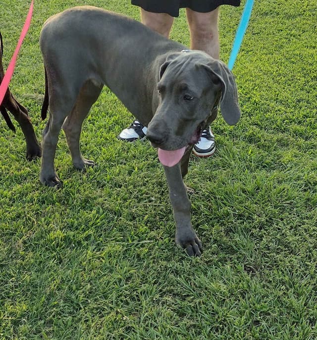 Great Dane Puppies media 25