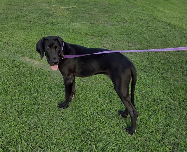 Great Dane Puppies media 26