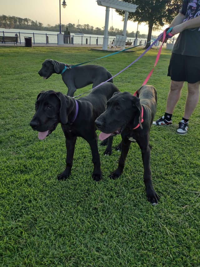 Great Dane Puppies media 27