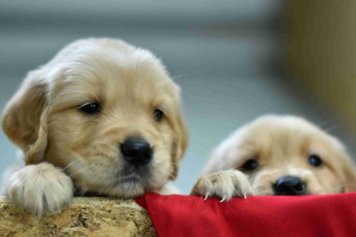 Blaze and Hailey Litter breeder image 9