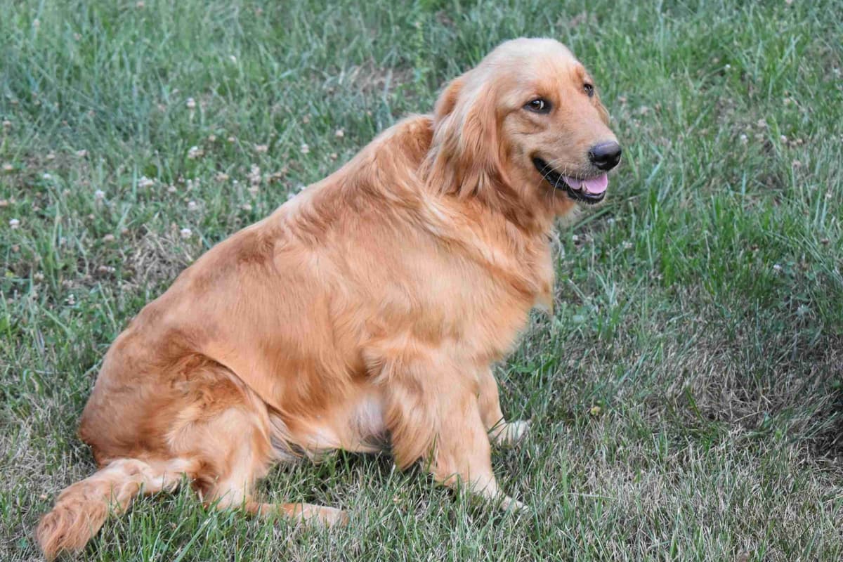 Blaze and Hailey Litter breeder image 13