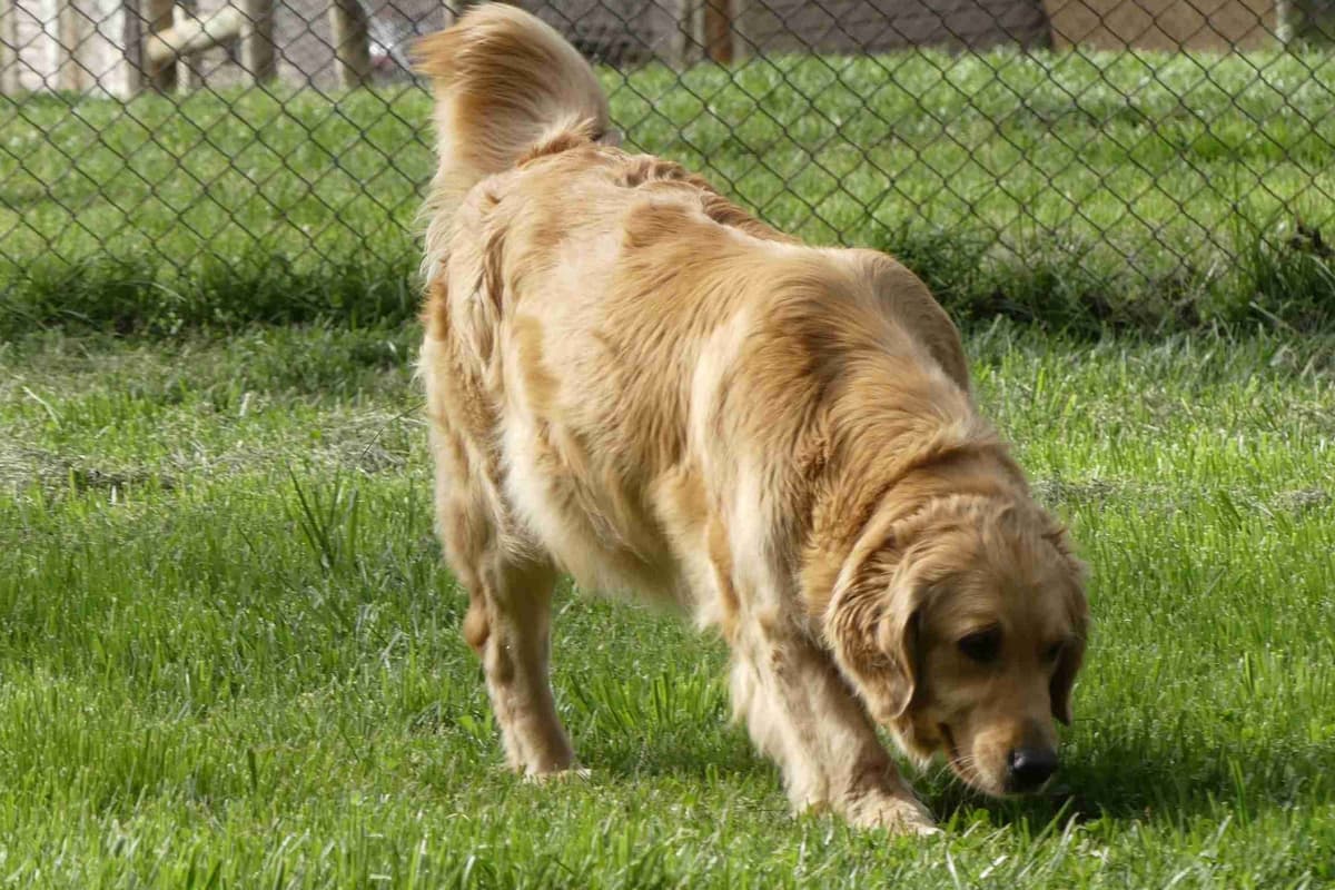 Blaze and Hailey Litter breeder image 10