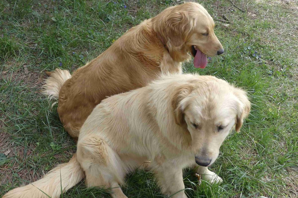Blaze and Hailey Litter breeder image 12