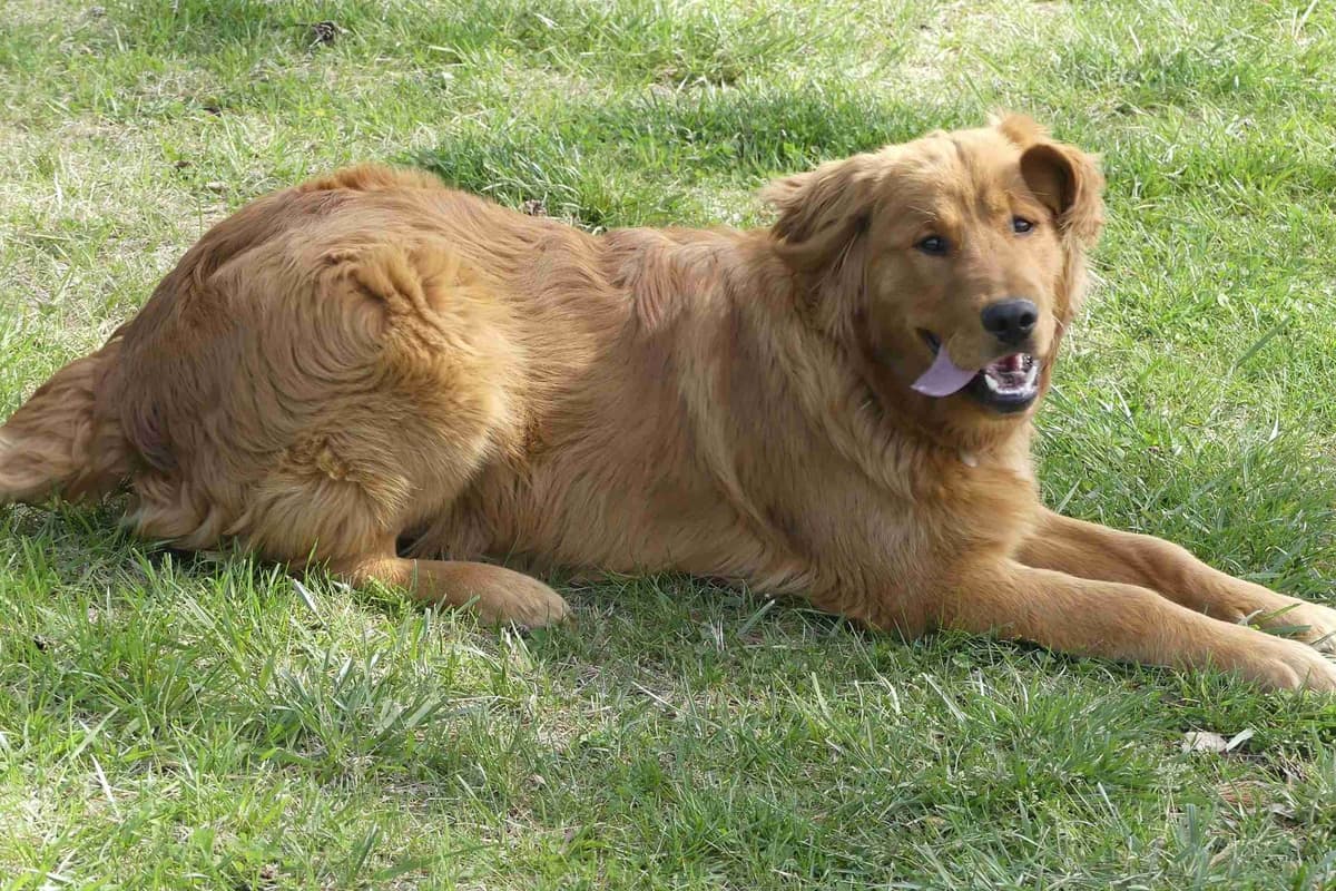 Blaze and Hailey Litter breeder image 11