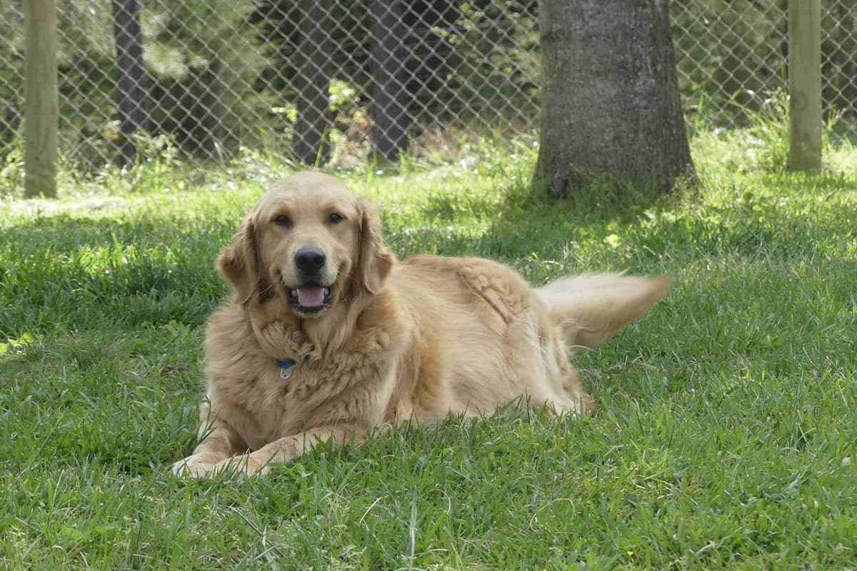 Blaze and Hailey Litter breeder image 14