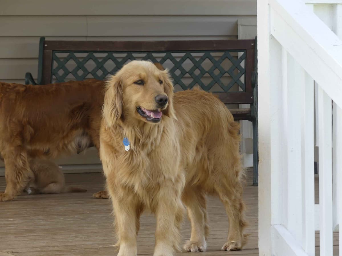 Blaze and Hailey Litter breeder image 15