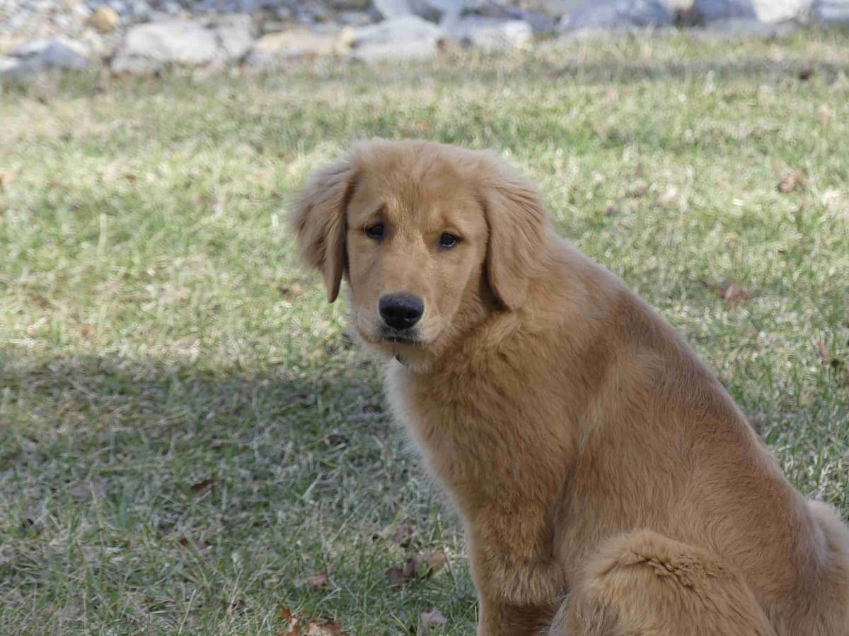 Blaze and Hailey Litter breeder image 16