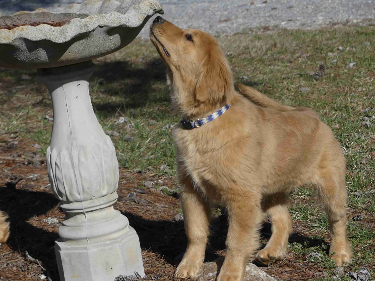 Blaze and Hailey Litter breeder image 17