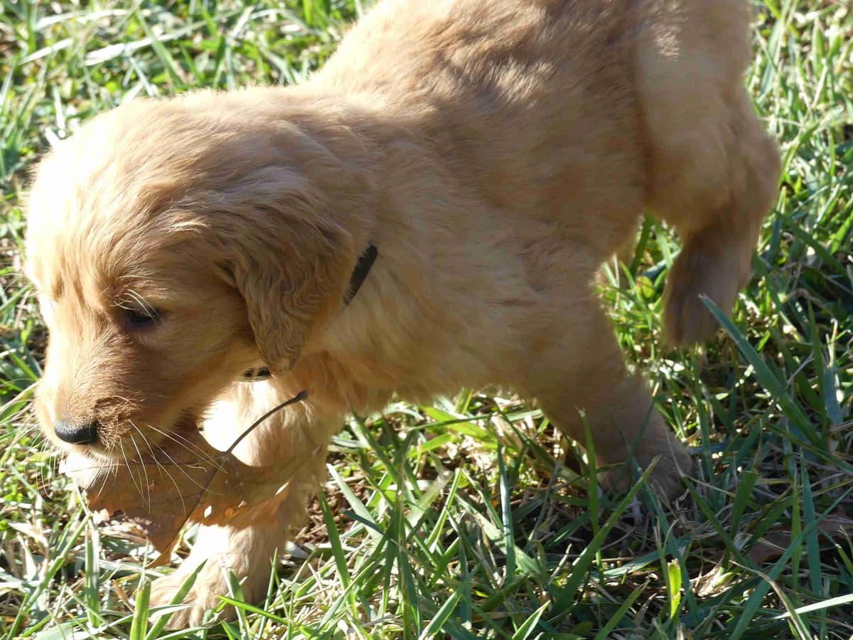 Blaze and Hailey Litter breeder image 18