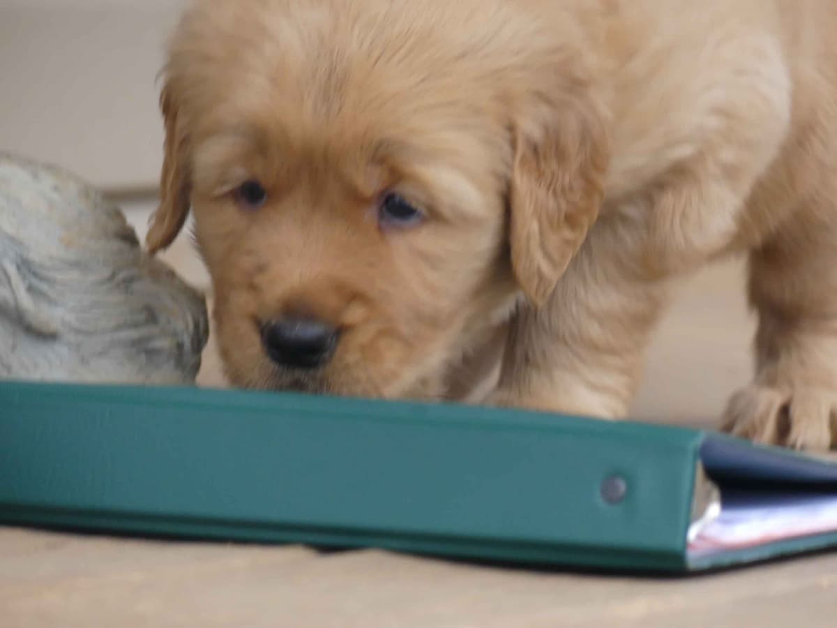 Blaze and Hailey Litter breeder image 6