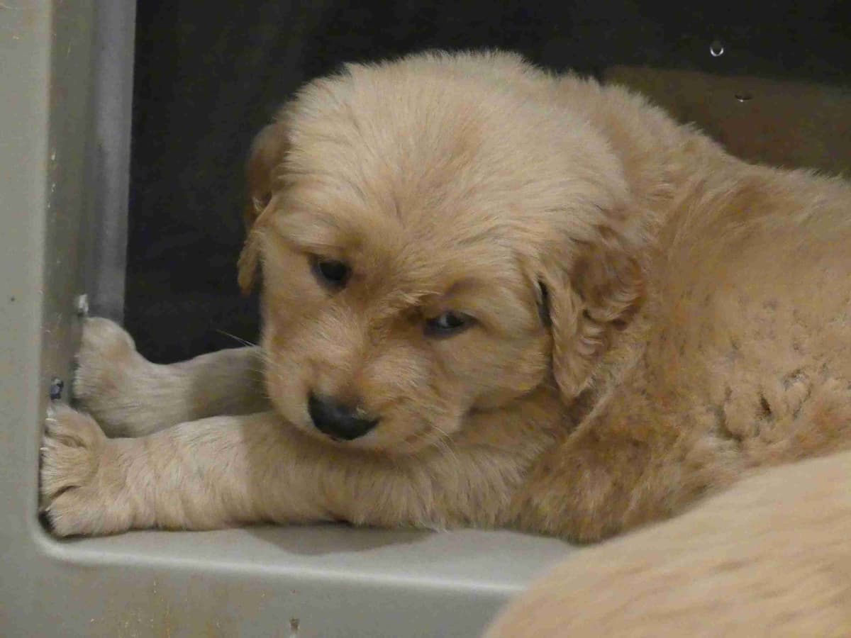 Blaze and Hailey Litter breeder image 5