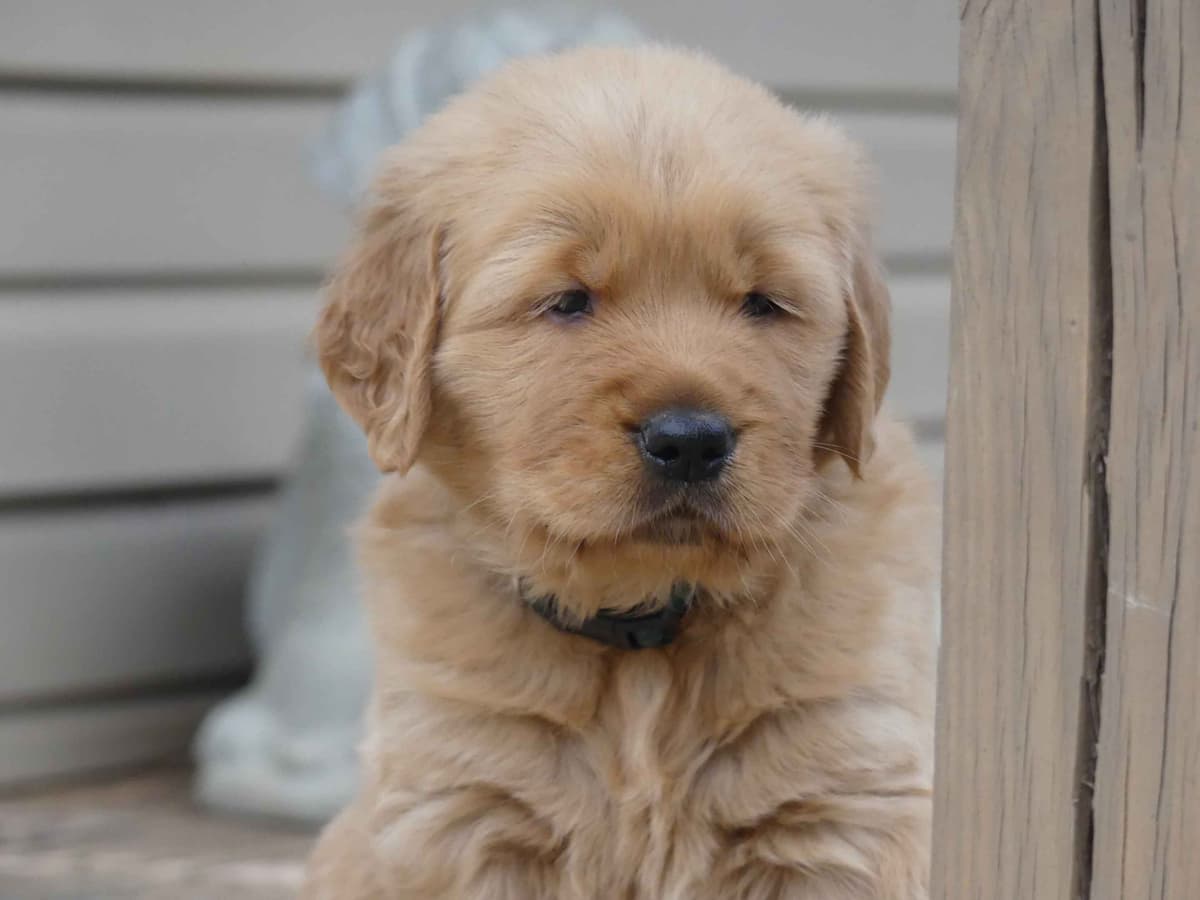 Blaze and Hailey Litter breeder image 1