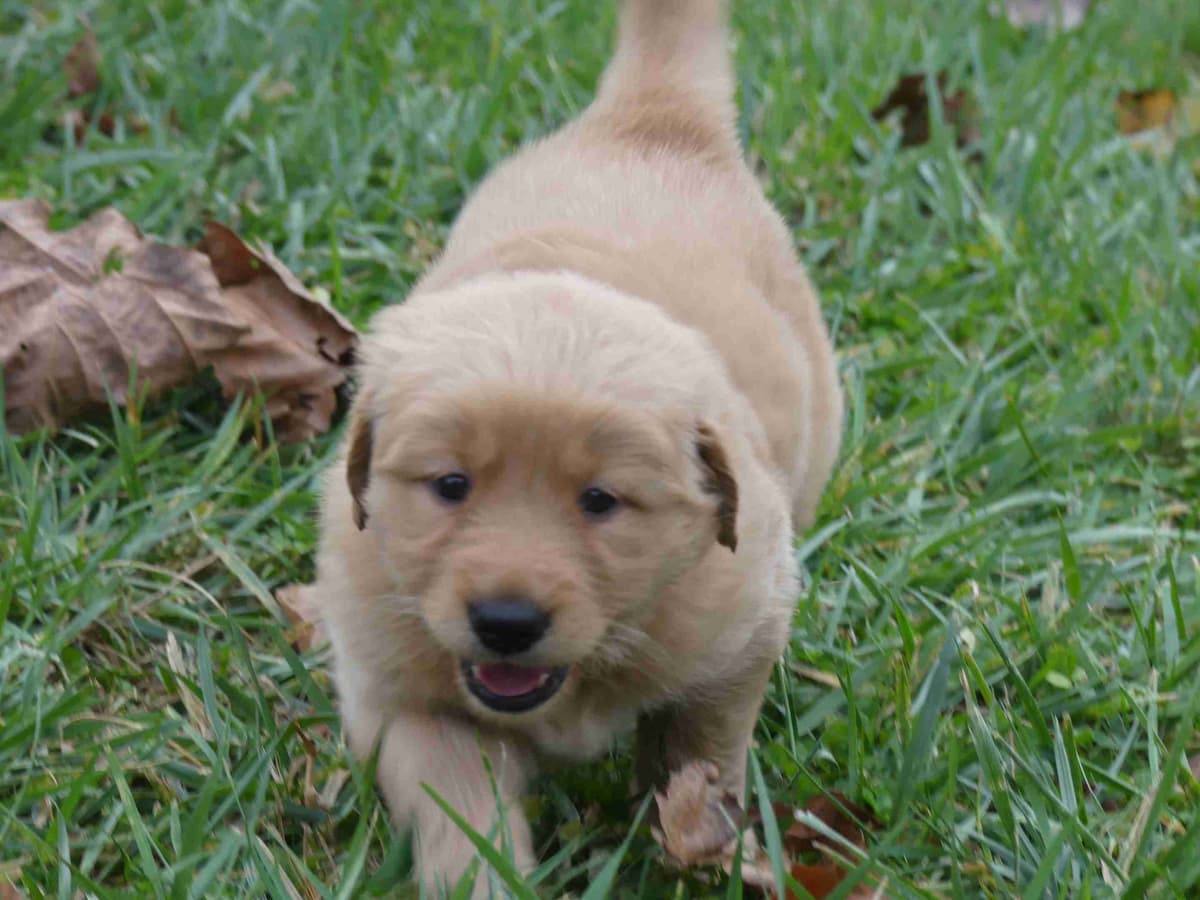 Blaze and Hailey Litter breeder image 4