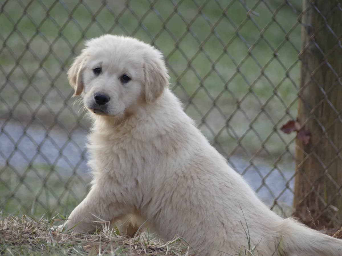 Blaze and Hailey Litter breeder image 7