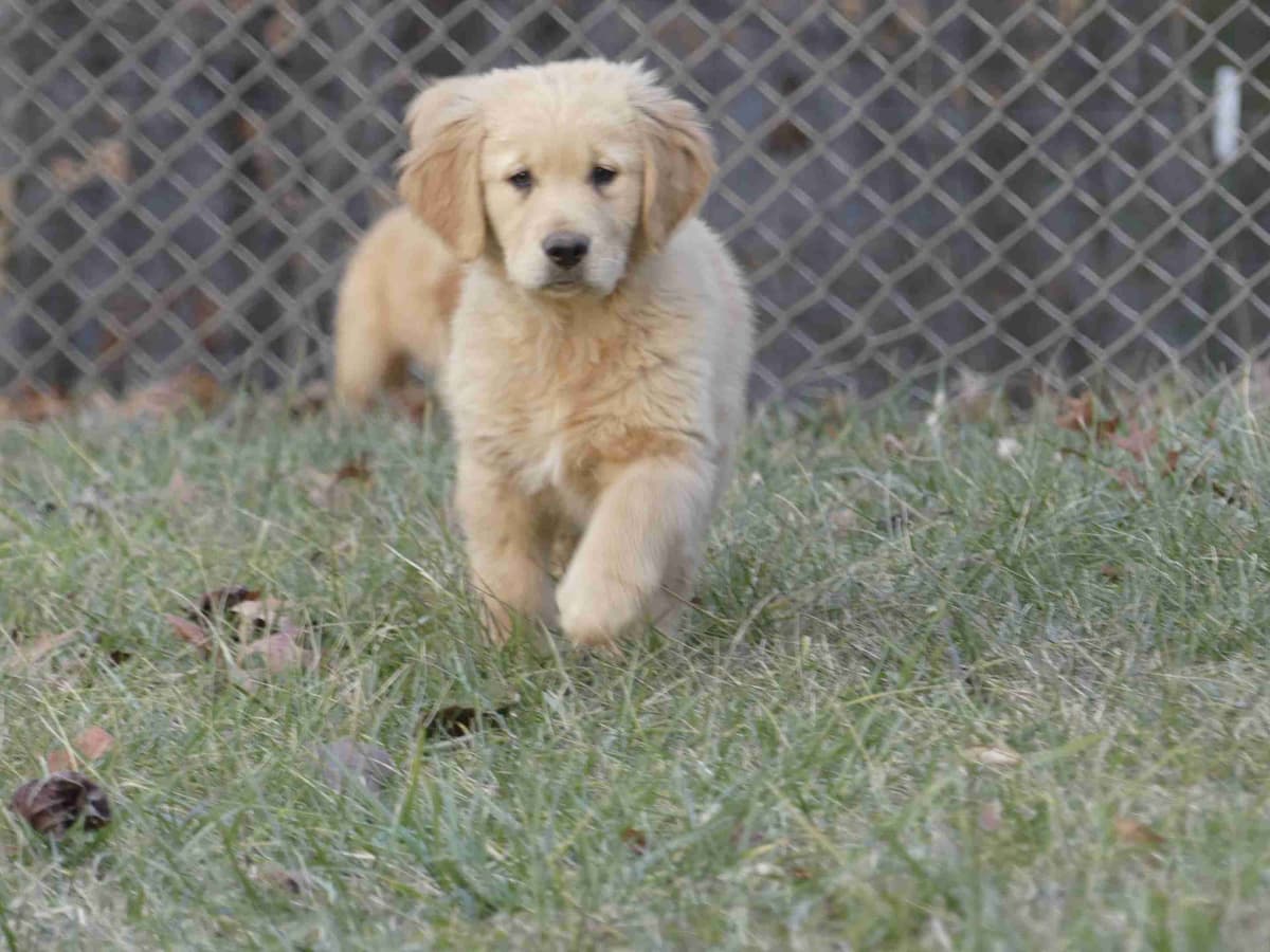 Blaze and Hailey Litter breeder image 3