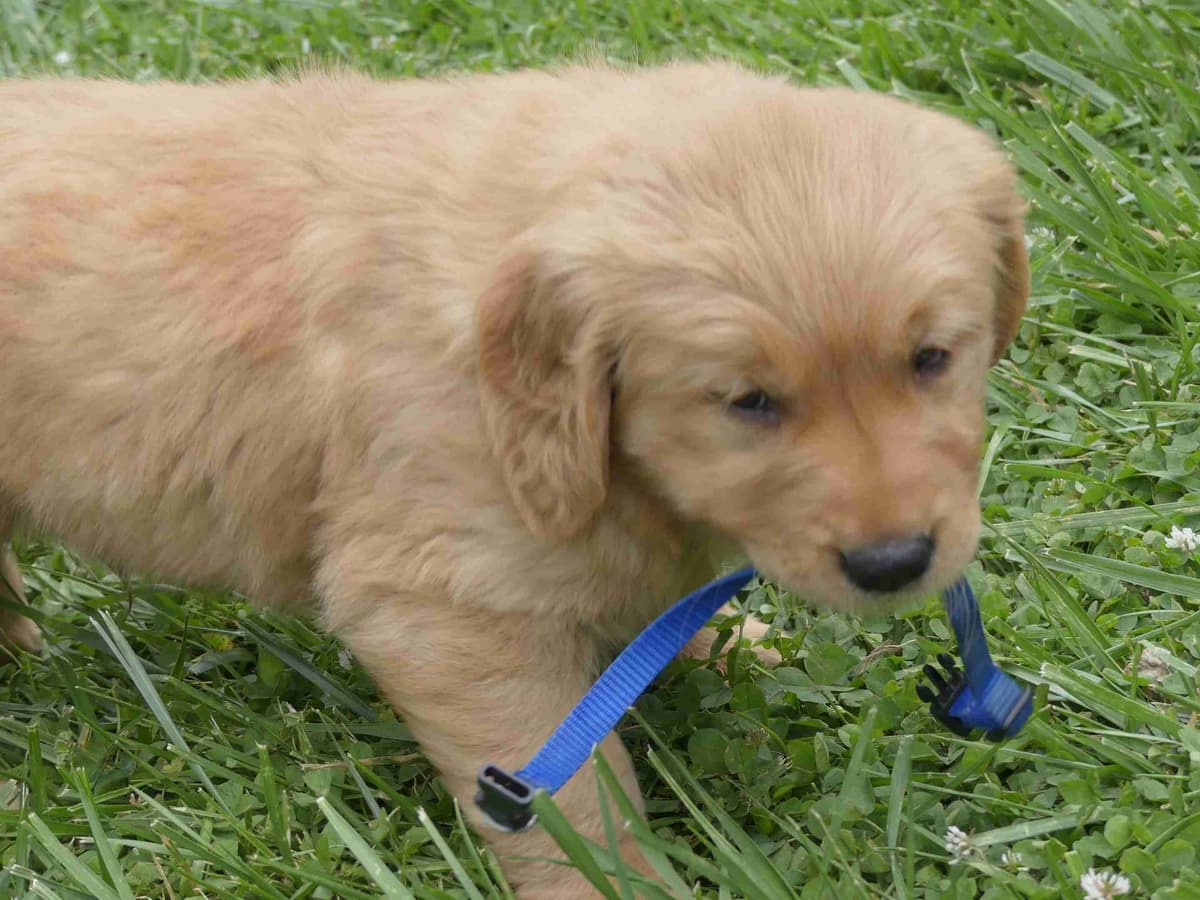 Blaze and Hailey Litter breeder image 2