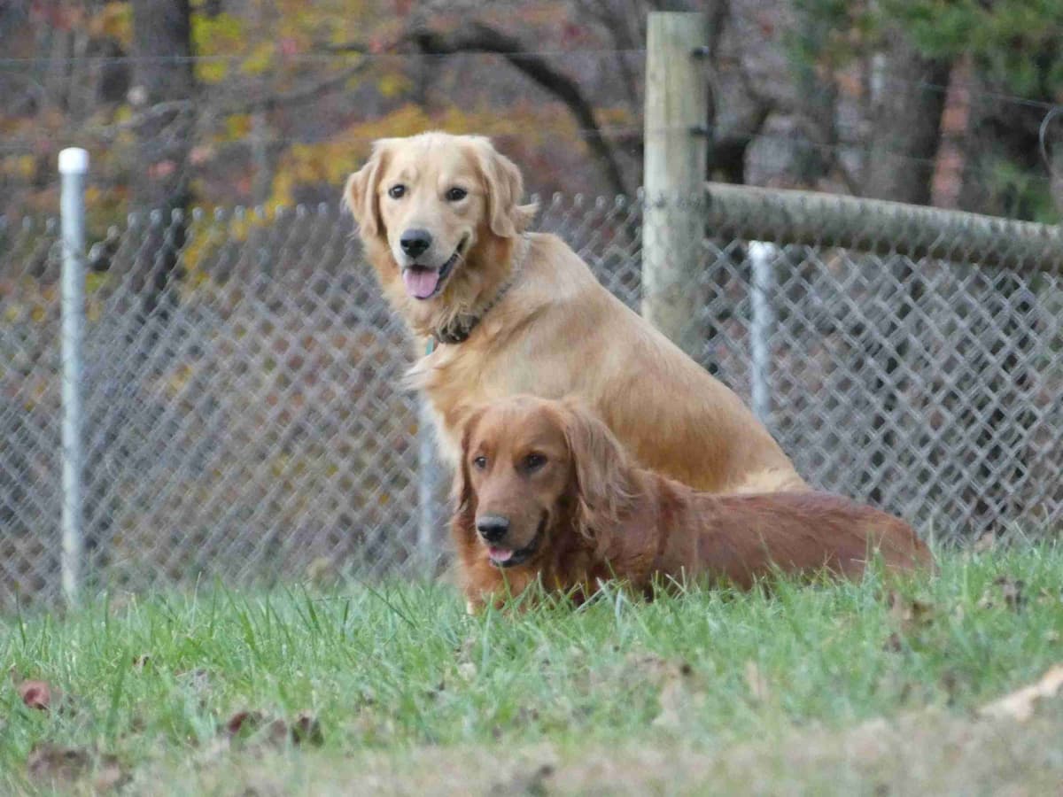 Blaze and Hailey Litter breeder image 19