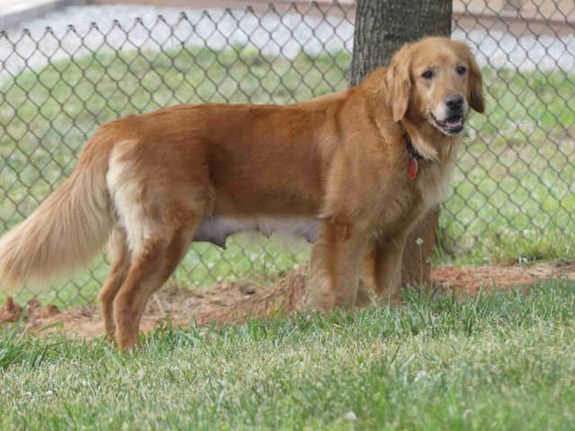 Blaze and Hailey Litter media 17