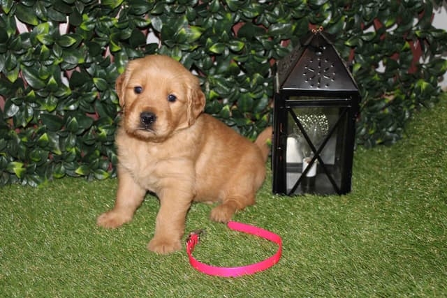 Blaze and Hailey Litter media 10
