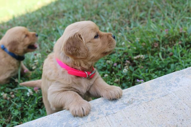 Blaze and Hailey Litter media 11
