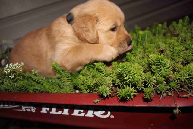 Blaze and Hailey Litter media 19