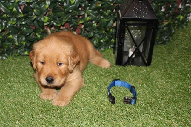 Blaze and Hailey Litter media 14
