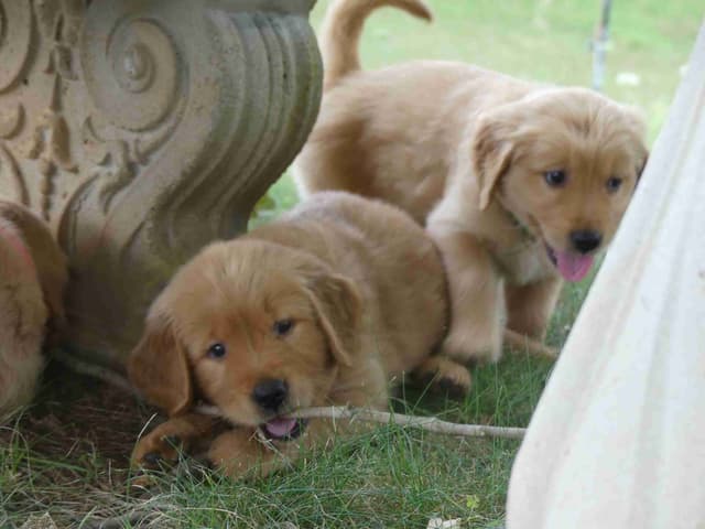 Blaze and Hailey Litter media 3