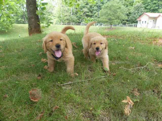 Blaze and Hailey Litter media 6