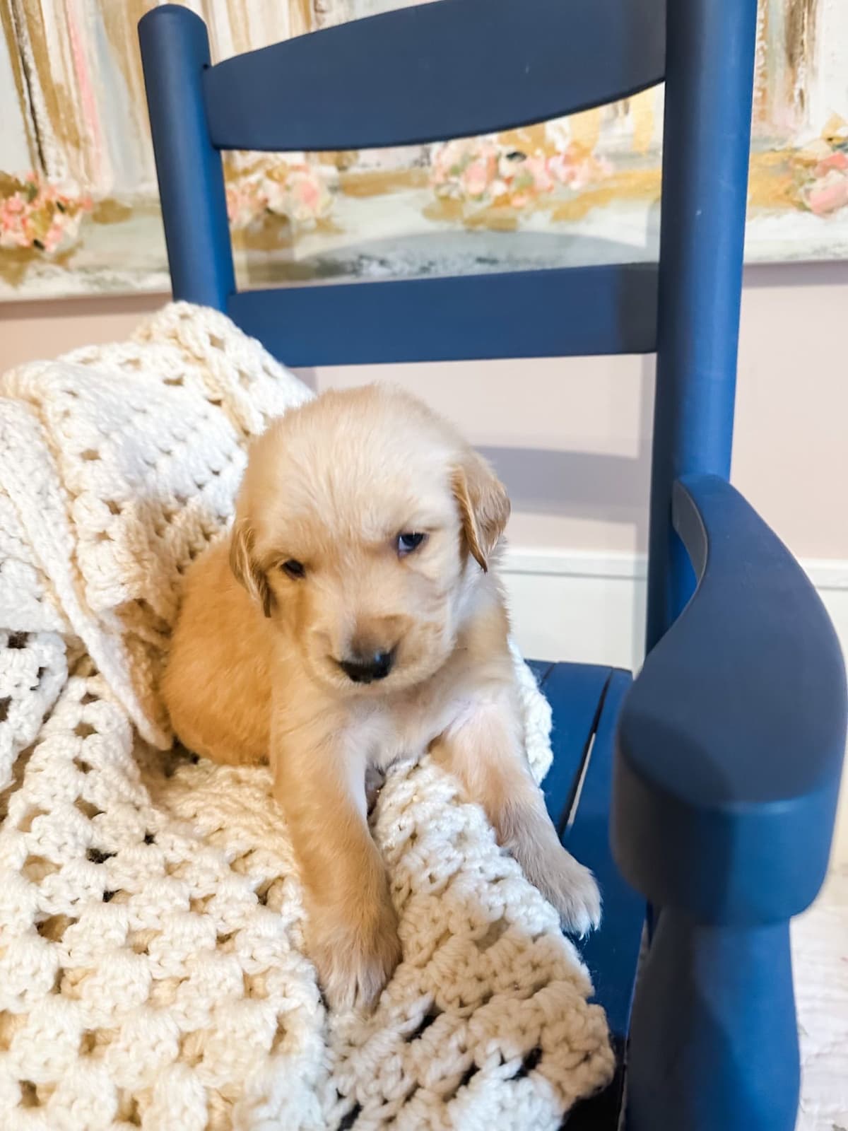 Golden Retriever Puppies breeder image 1