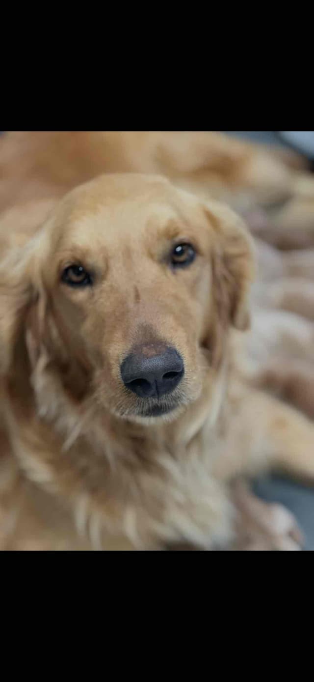 Golden Retriever Puppies media 8