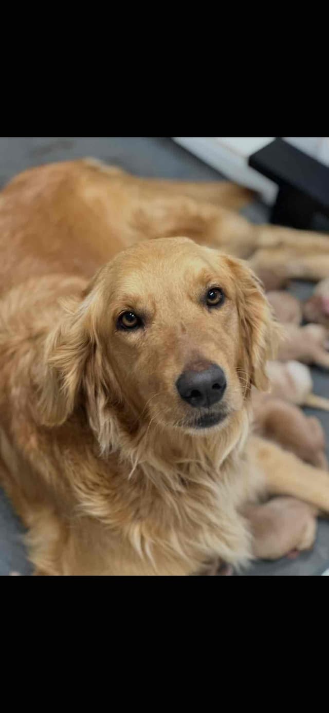 Golden Retriever Puppies media 9