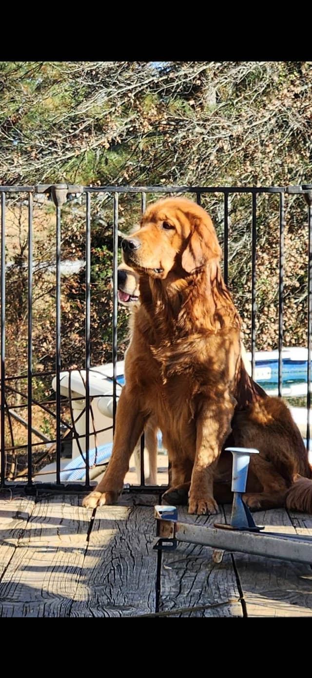 Golden Retriever Puppies media 7