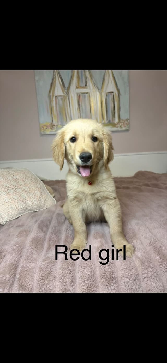 Golden Retriever Puppies media 2