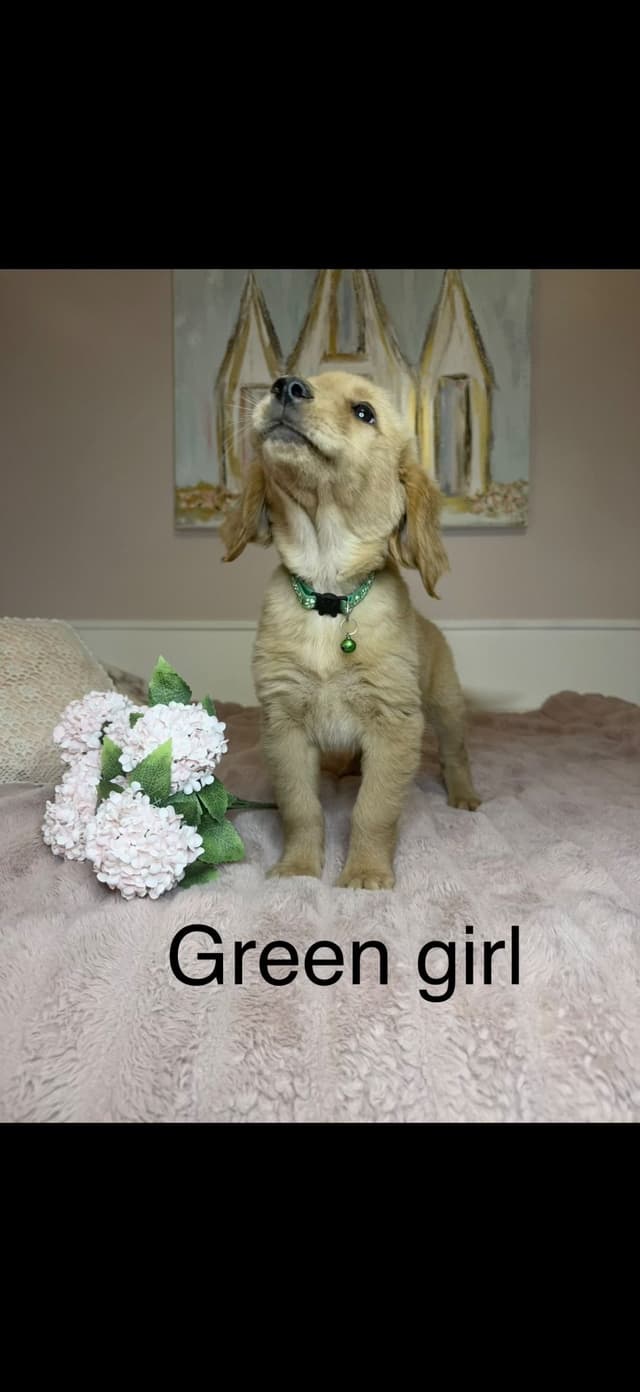 Golden Retriever Puppies media 3