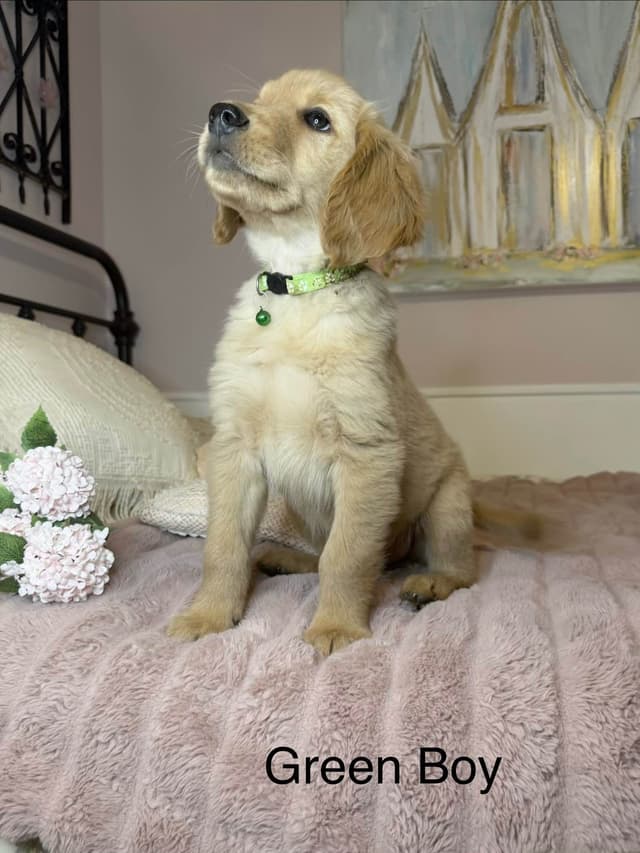 Golden Retriever Puppies media 5