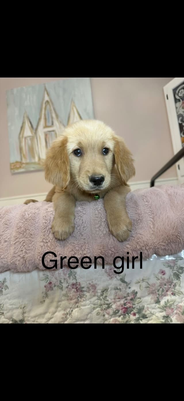 Golden Retriever Puppies media 4
