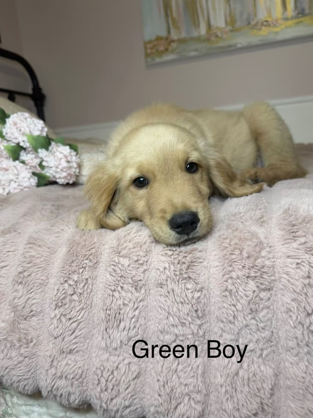 Golden Retriever Puppies media 6