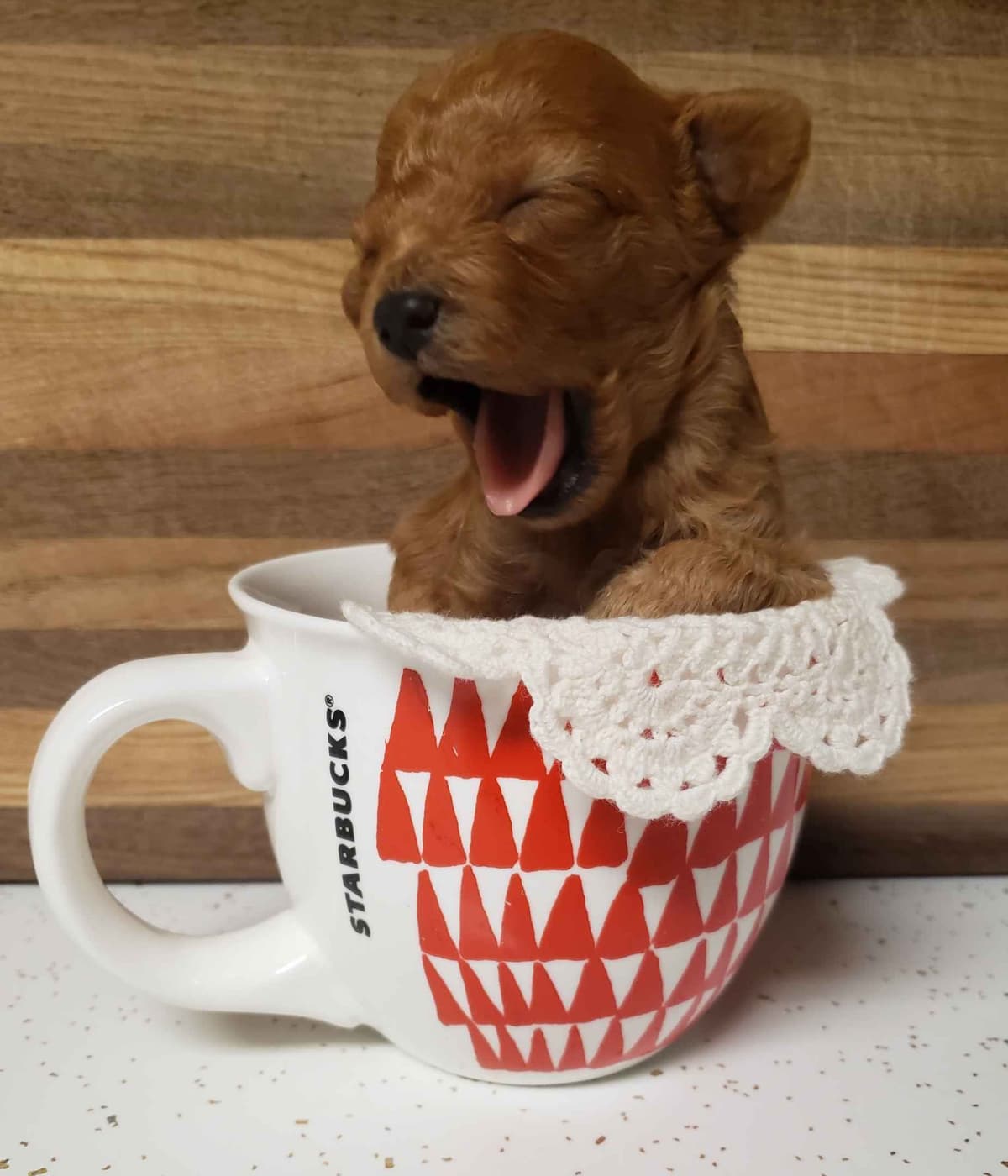 Toy Poodle Puppy breeder image 1