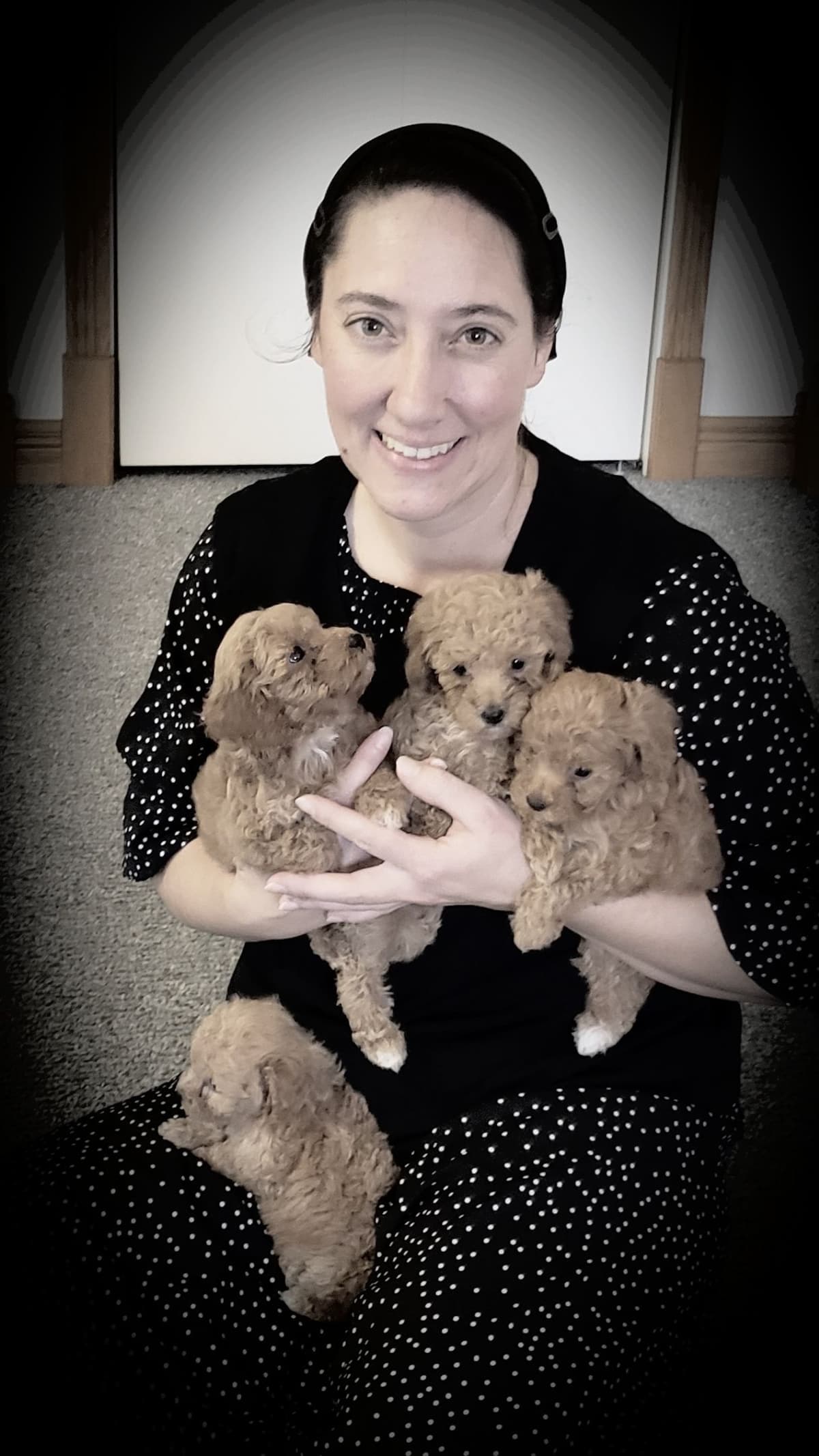 Toy Poodle Puppy breeder image 3