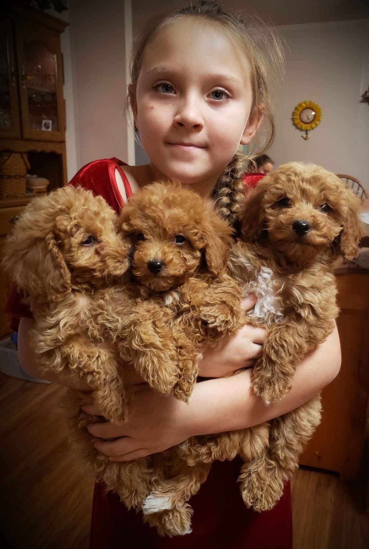 Toy Poodle Puppy breeder image 4