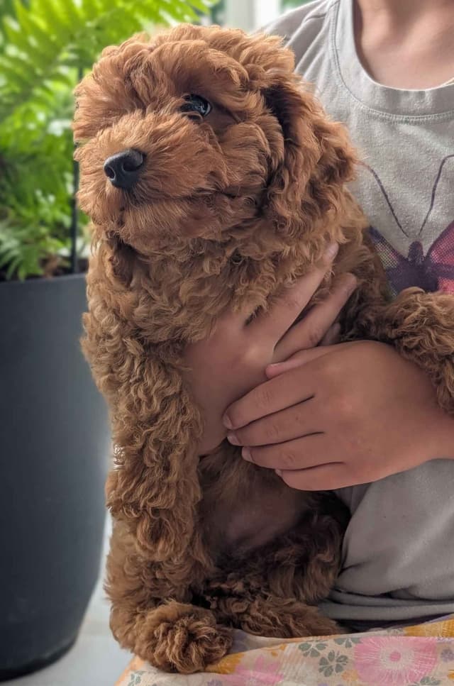 Toy Poodle Puppy media 2