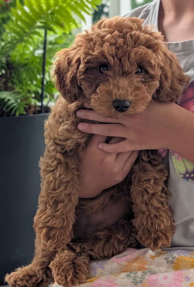 Toy Poodle Puppy media 3